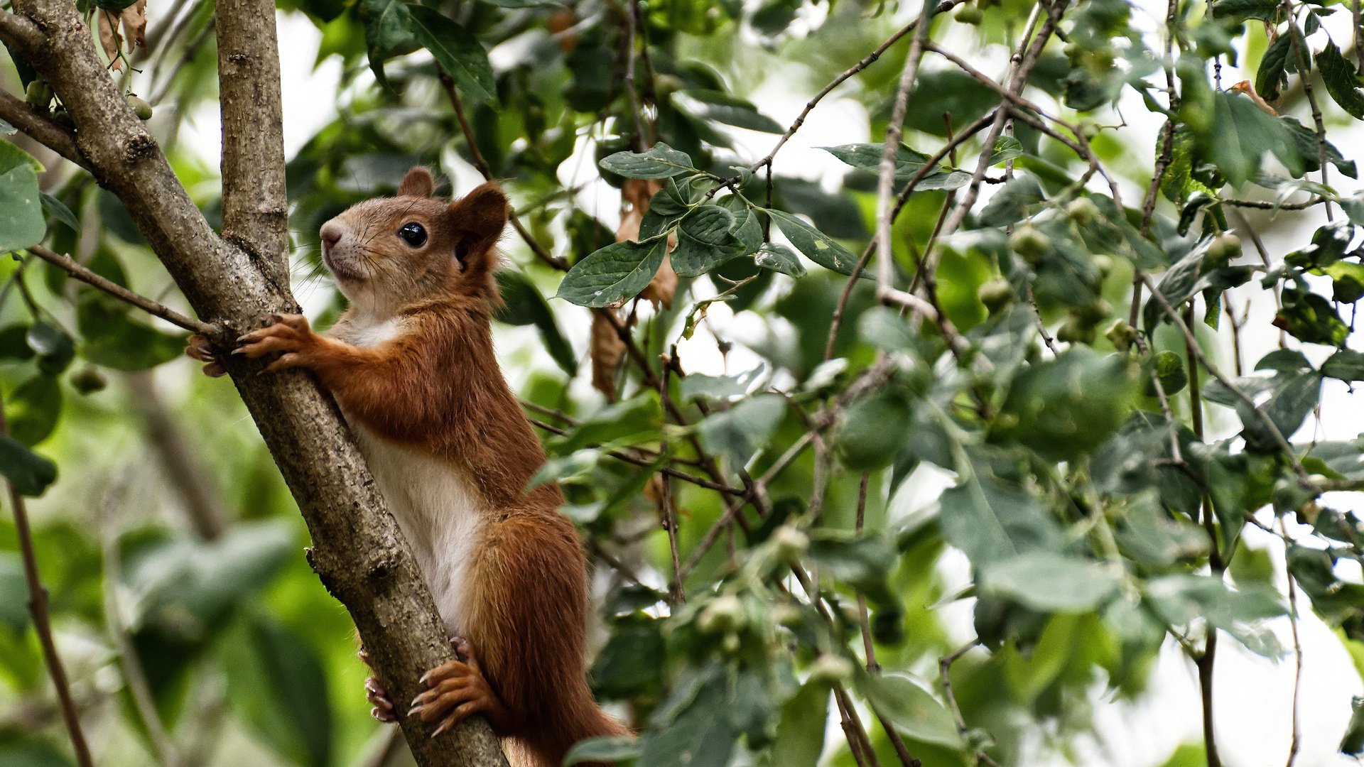 火力全开！爵士生死边缘定西决