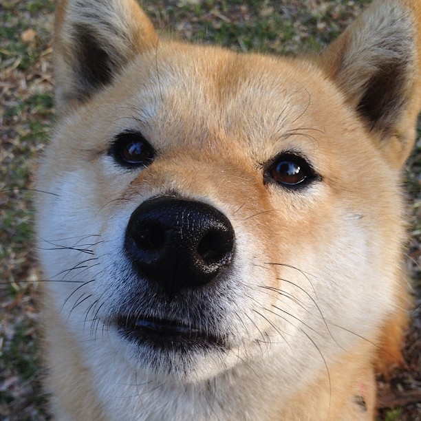 锡安暴力美学征服全场,广东队奇兵制胜撼动湖人
