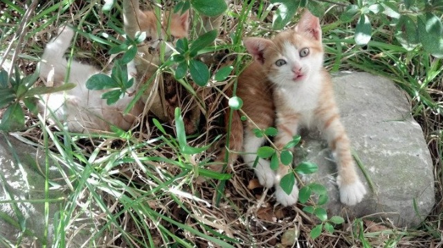 黑白直播网-季后赛新王当立，森林狼铁血横扫太阳，约基奇统治力诠释MVP真谛