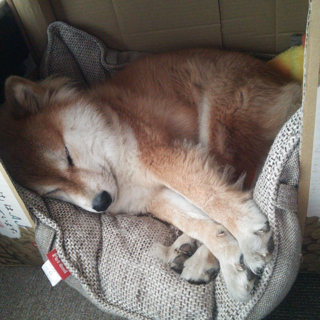 双线焦点,F1新赛季揭幕战激战巴林,里昂足球友谊赛轻取伊拉克国家队