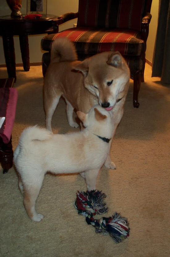 三叉戟碾压欧文39分救主,奥运前夜的冰火启示录