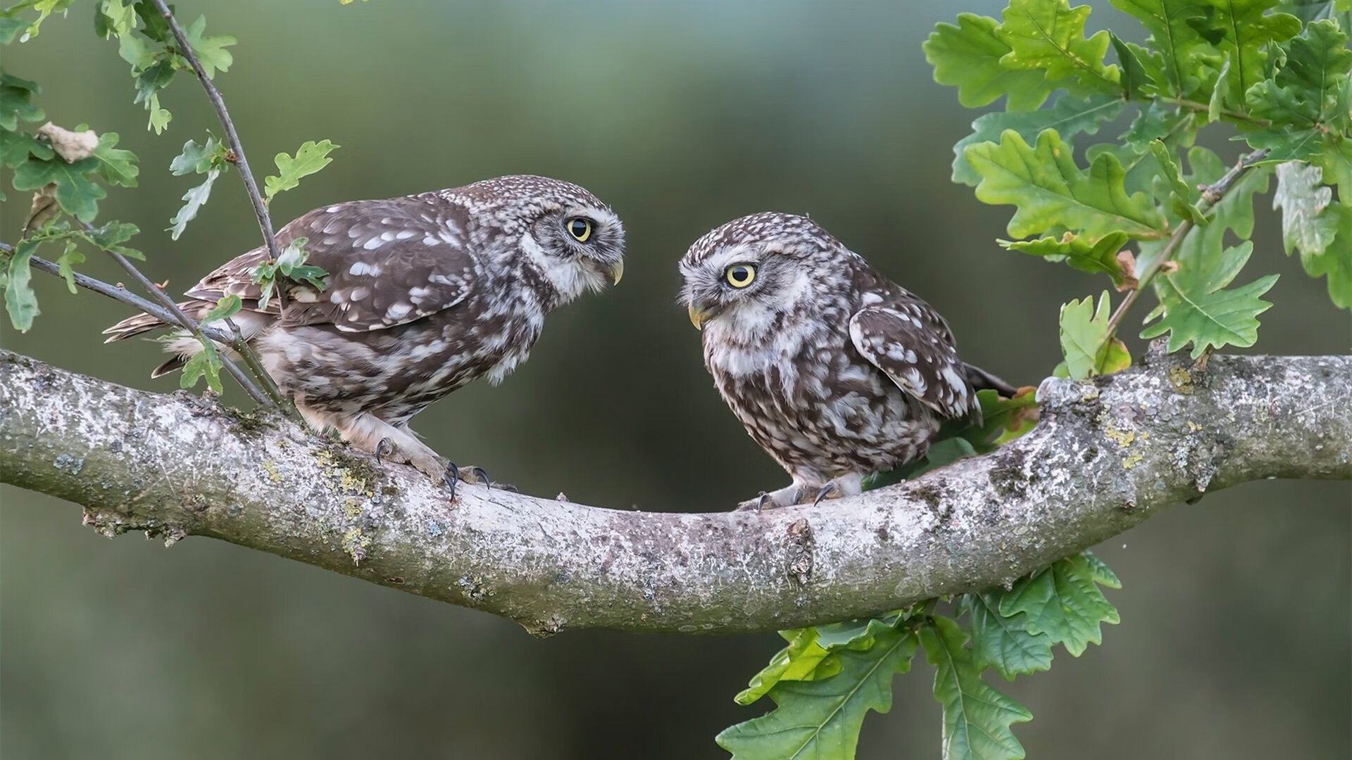 黑白直播网-绿茵新轴线，当团队铁壁遭遇天才闪光