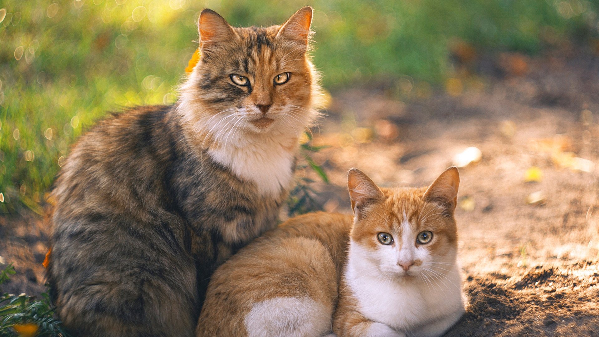 黑白直播nba在线观看-欧冠半决赛之夜，拉文终场绝杀，一球定乾坤！