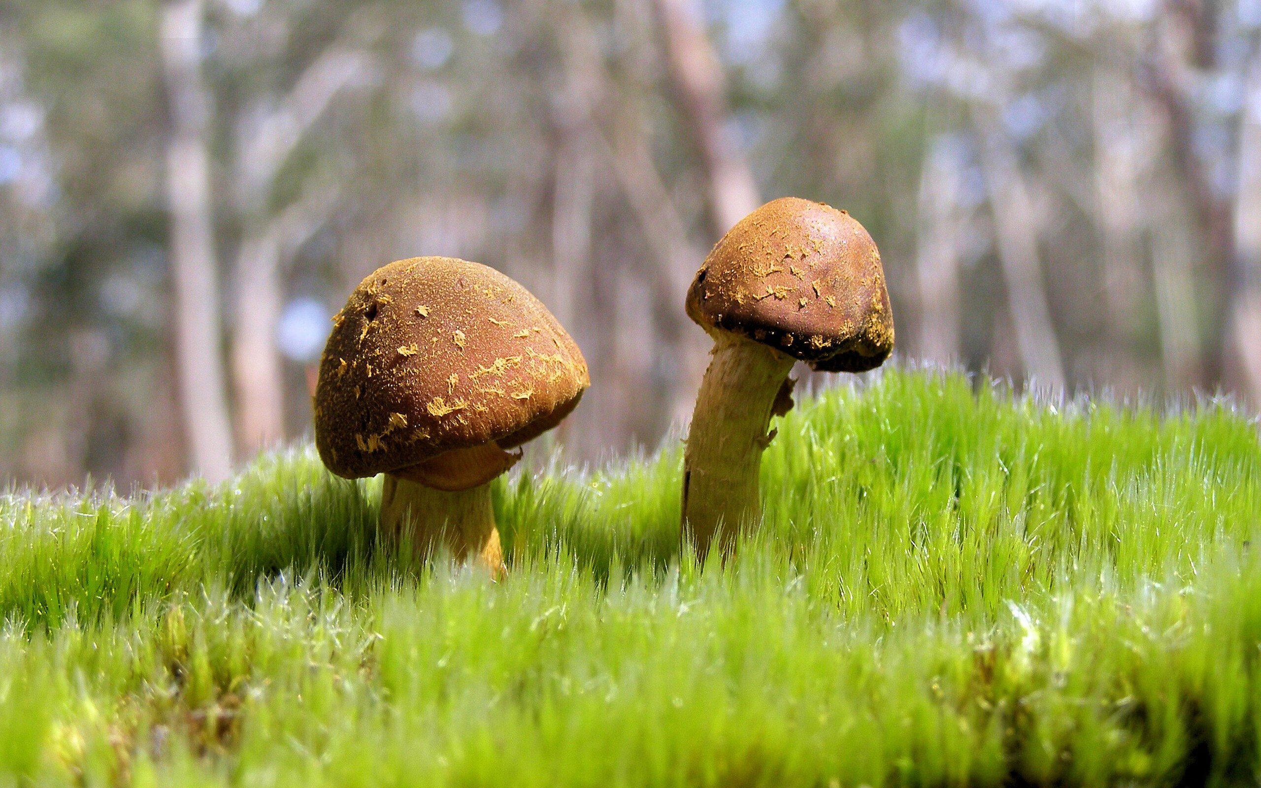 掀翻铁壁，接管时代，当个体能量掀翻传统体系巨塔