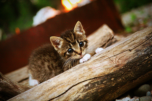 黑白直播nba-元宇宙巅峰对决，吉林队战术智慧与东契奇攻防统治力重塑篮球认知