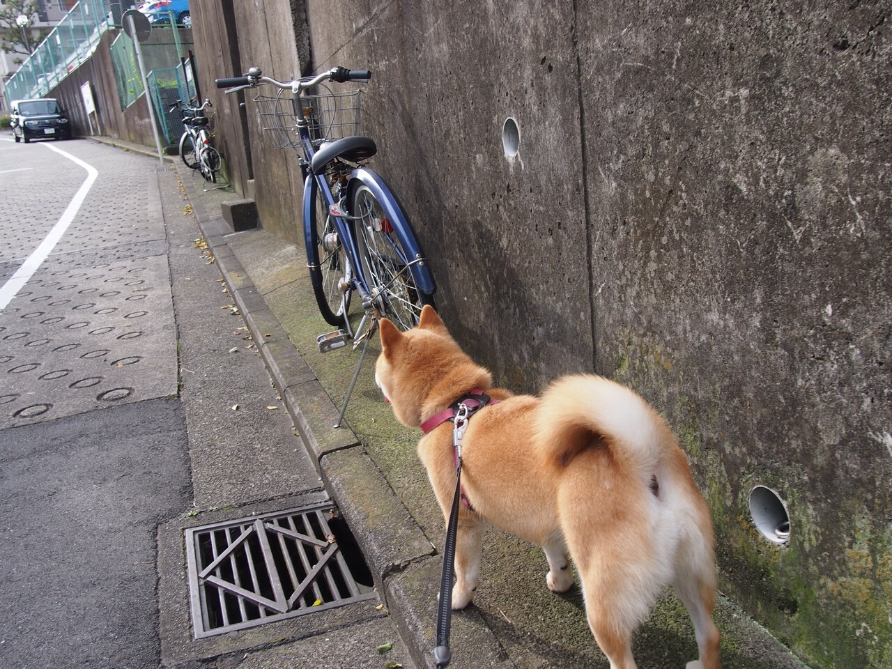 激战麦迪逊！尼克斯对阵国王的攻防盛宴