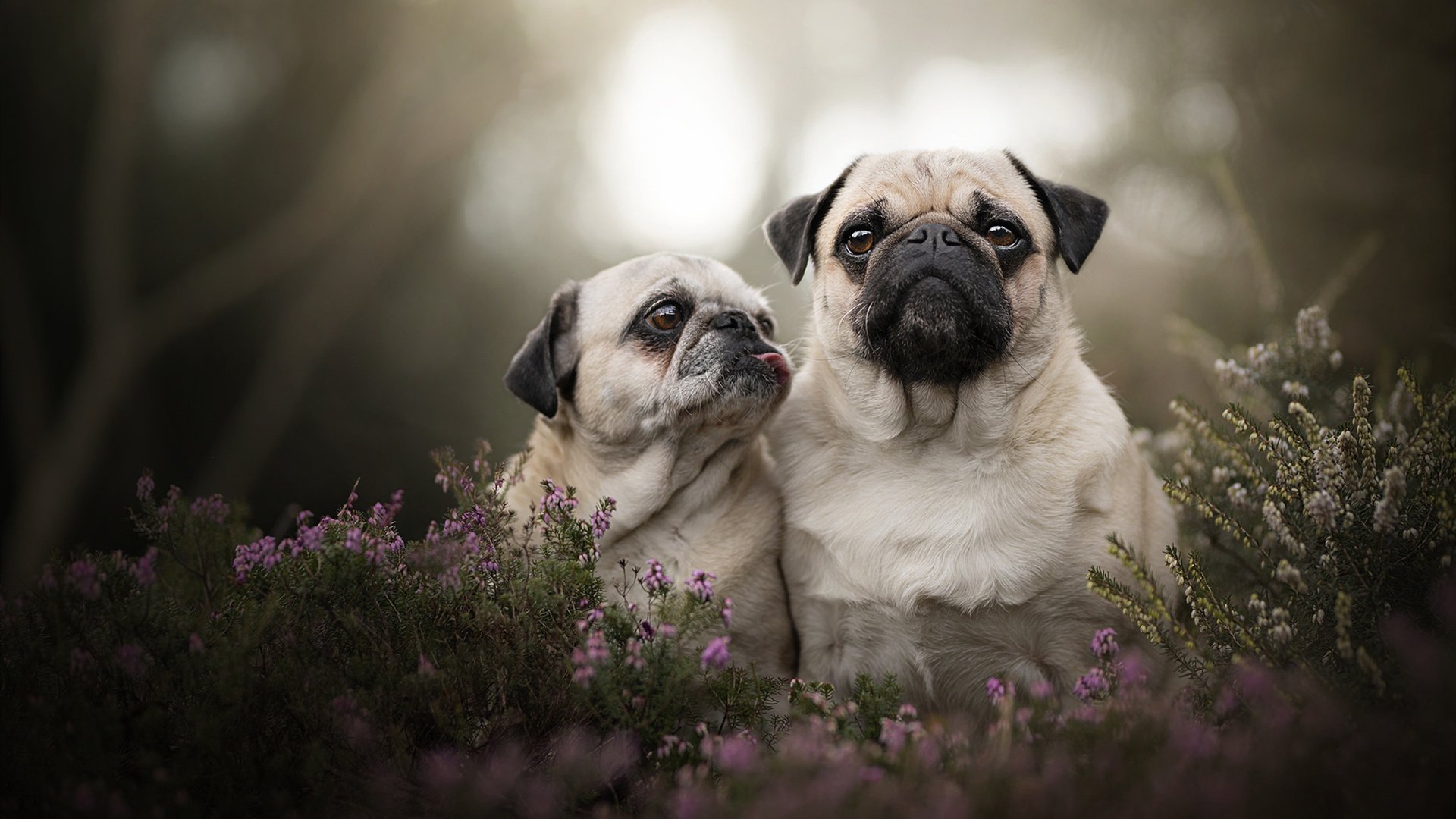 紫百合风暴席卷老特拉福德，文艺复兴队打穿红魔，欧陆格局惊现新裂纹