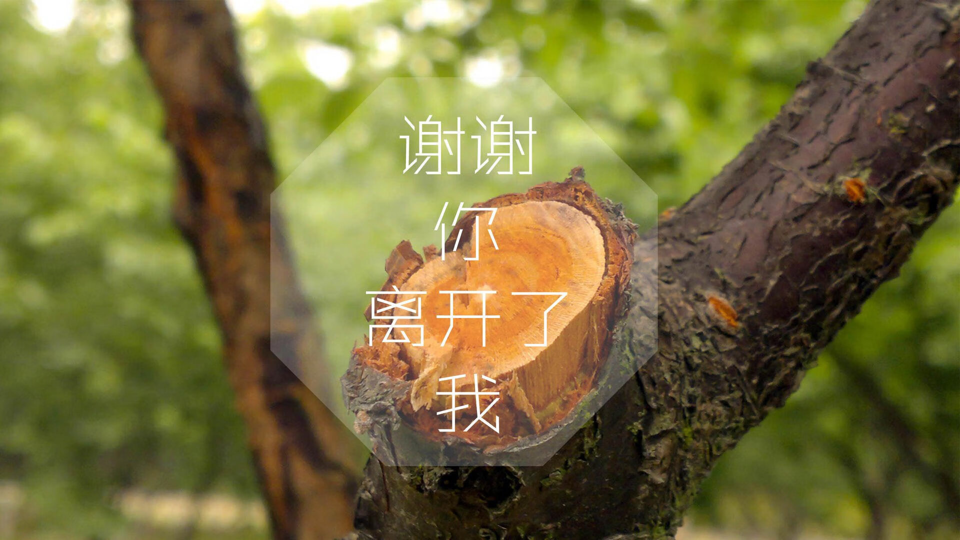 钢铁防线与致命反击，罗马尼亚大胜加纳，巴雷拉率队征服2026世界杯B组关键战